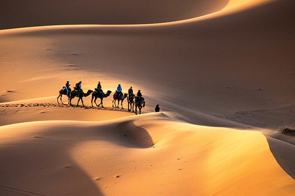 Camel caravan trekking across golden Sahara Desert dunes at sunset during a luxury safari in Morocco.
