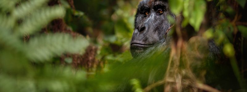 Ugandan gorilla looking through trees and green leaves. On luxury African safari.