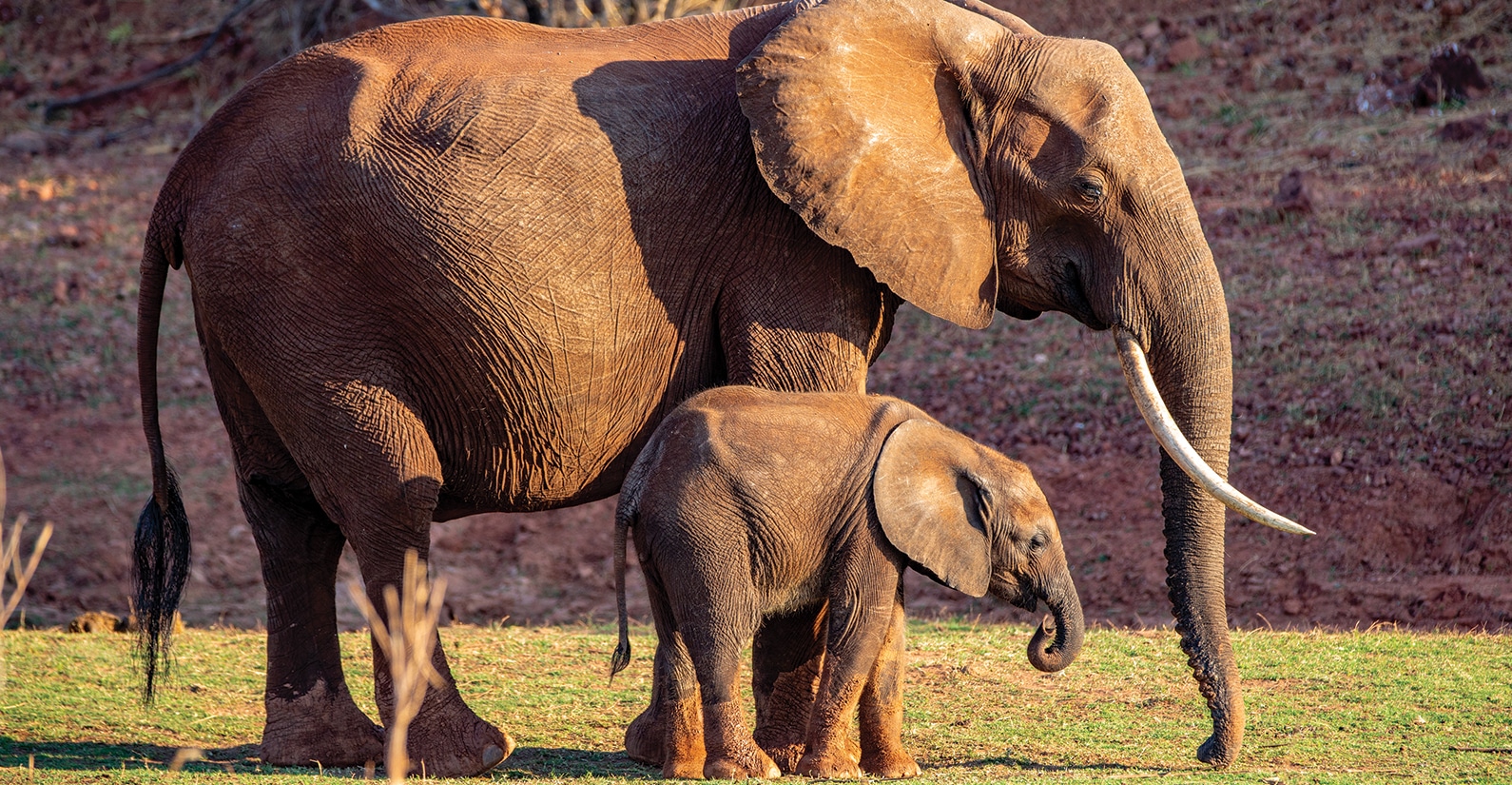 Elephants by Lake Kariba