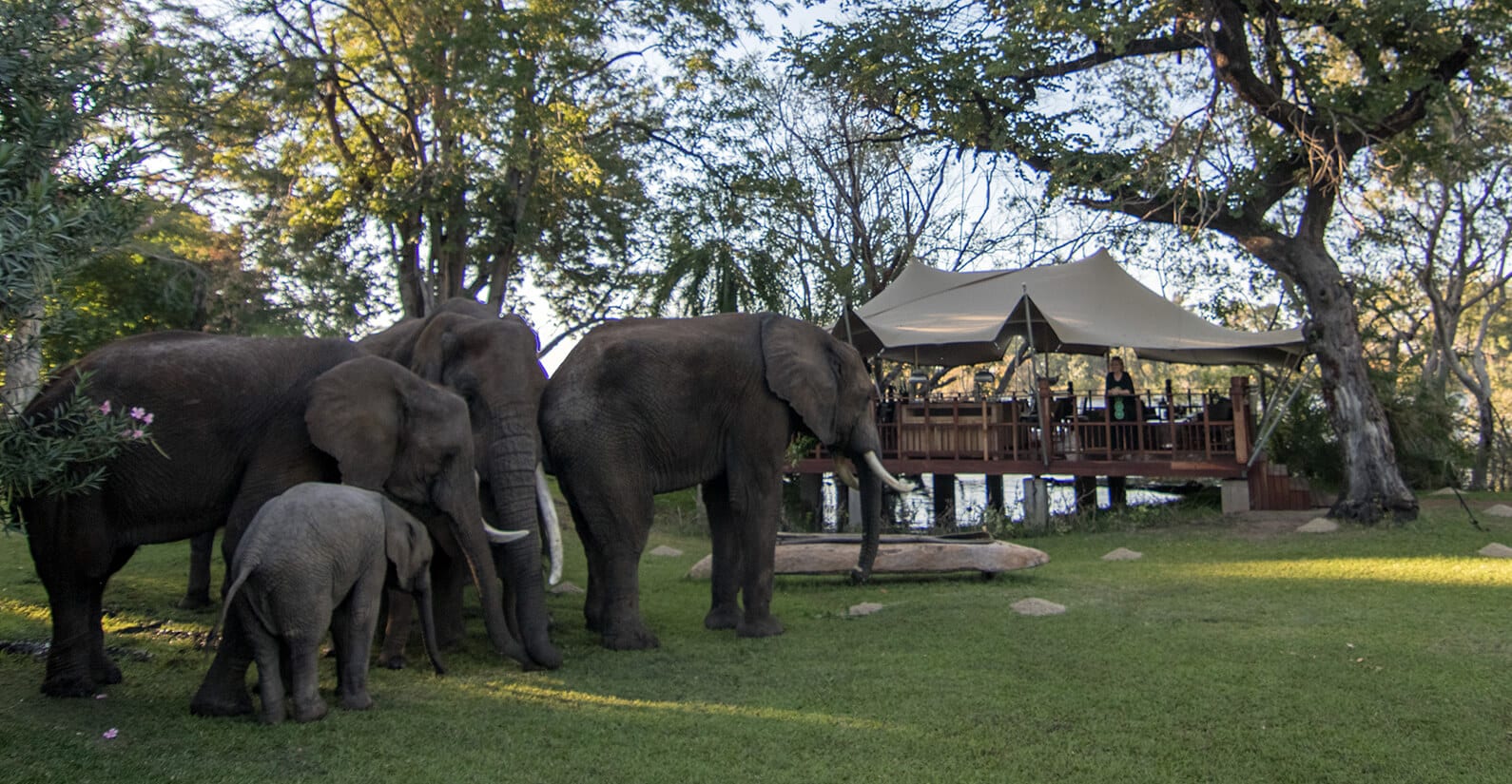 The local herd outside Elephant Caf&eacute;.