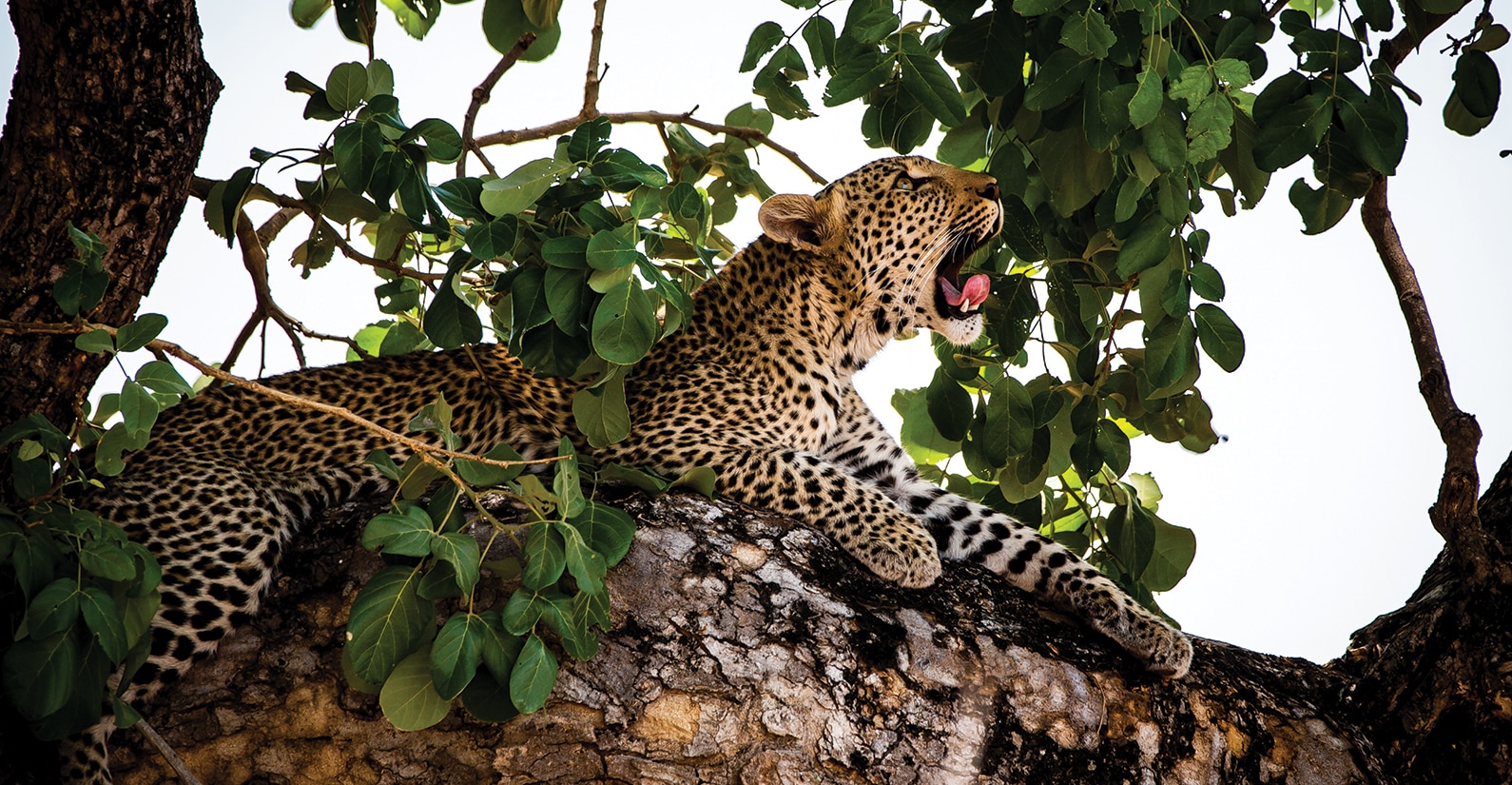 Leopard in Mana Pool National Park