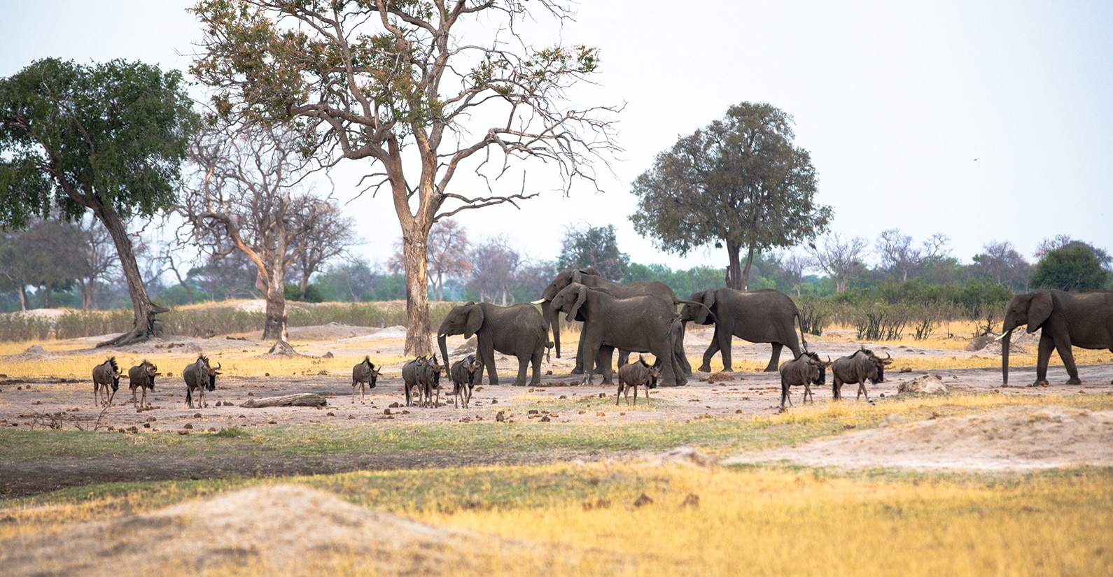 Elephant and wildebeest in Hwange National Park