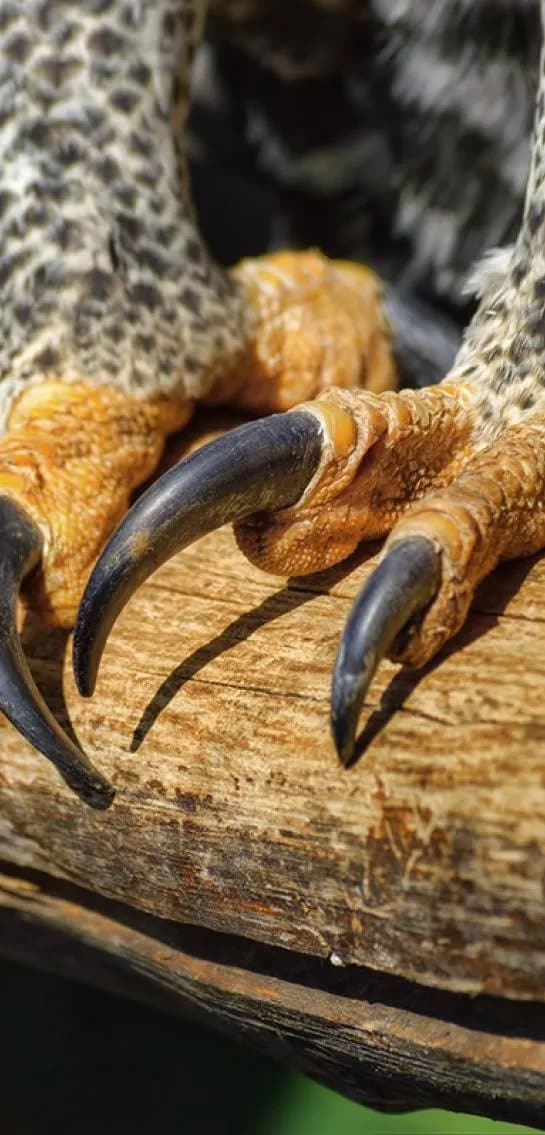 african crowned eagle