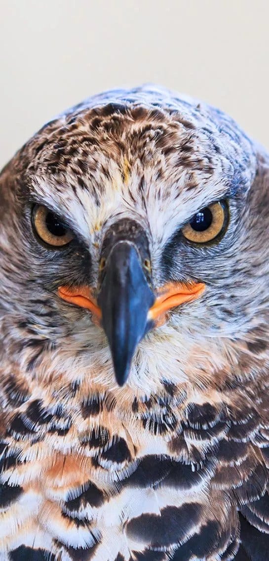 african crowned eagle
