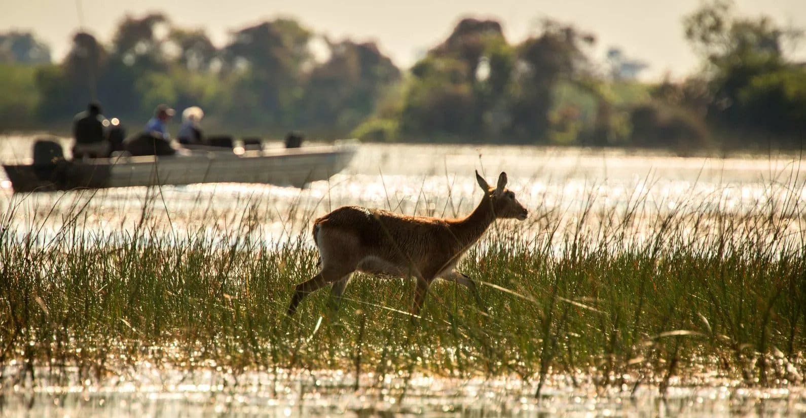 Motorboat safari along the banks of the Chobe River