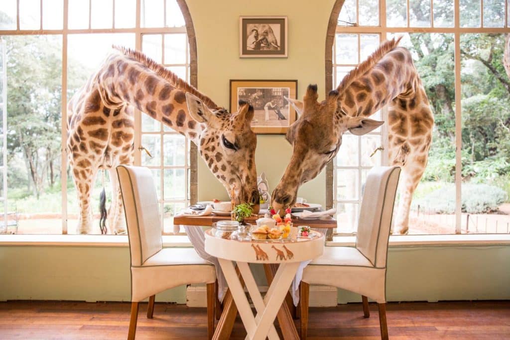 breakfast with the giraffes