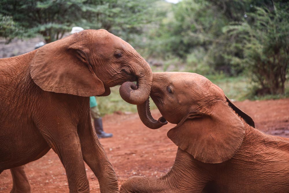 david sheldrick trust elephants