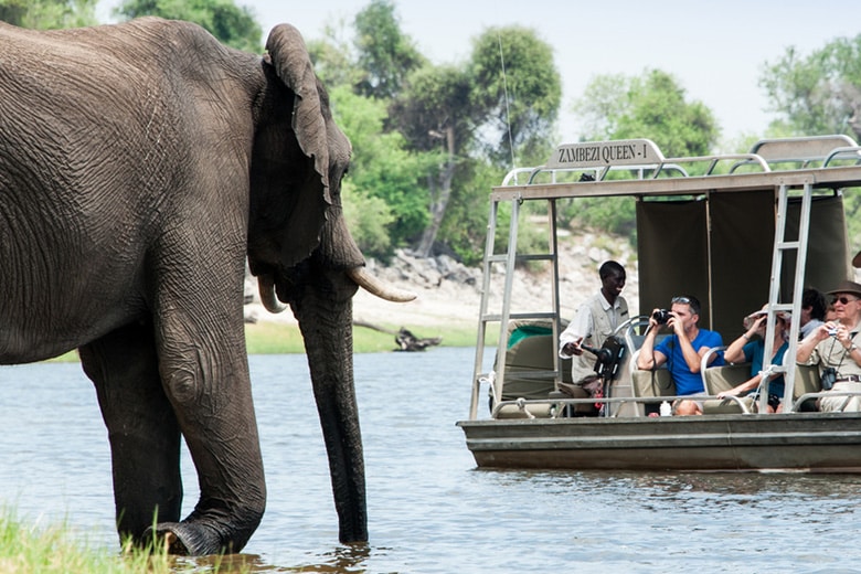 elephant sighting boat safari