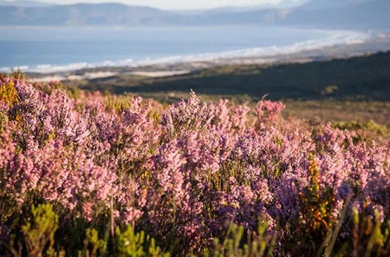 grootbos forest lodge.