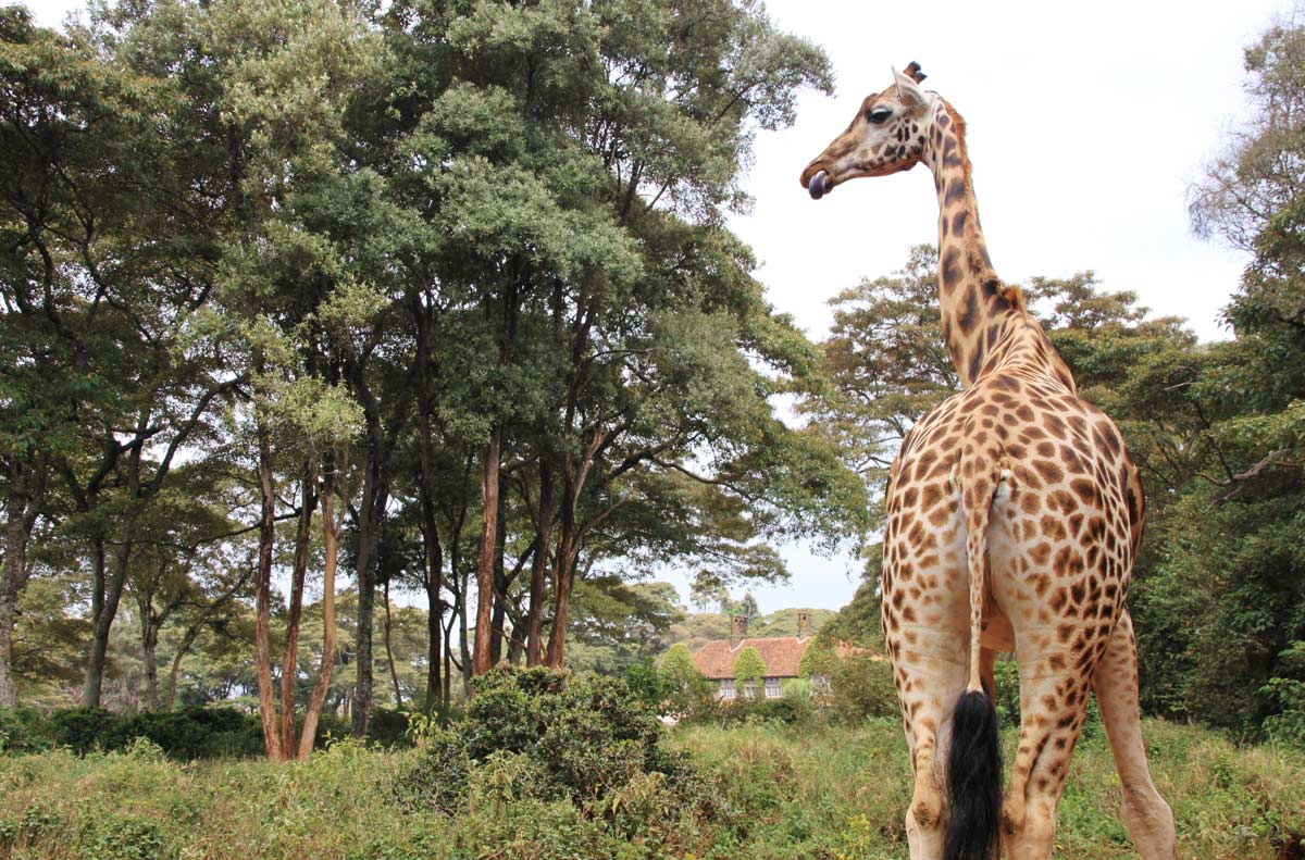 guided forest walk at giraffe manor