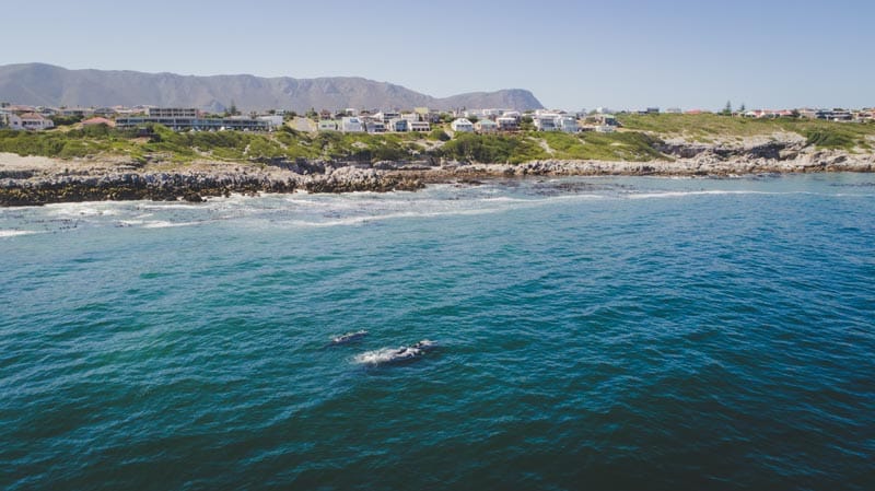 hermanus whale coast