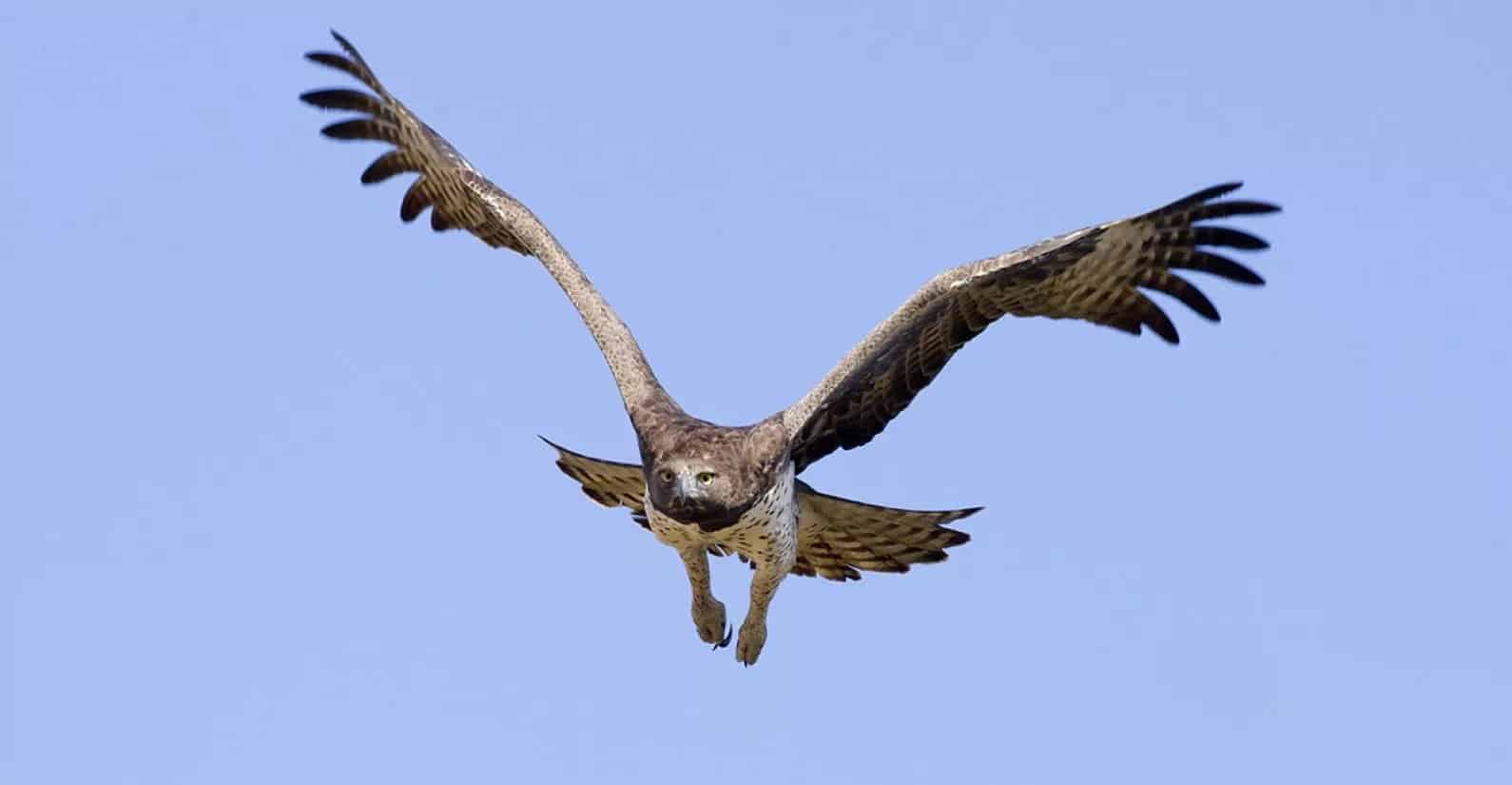 martial eagle
