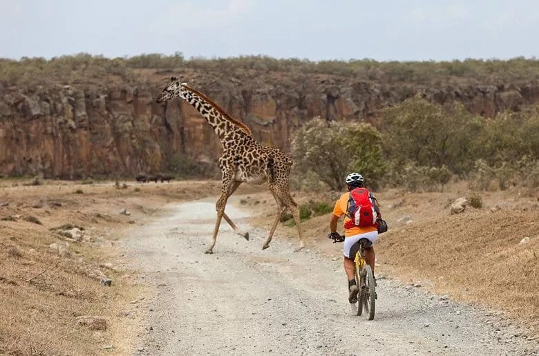 cycle between giraffes tanzania