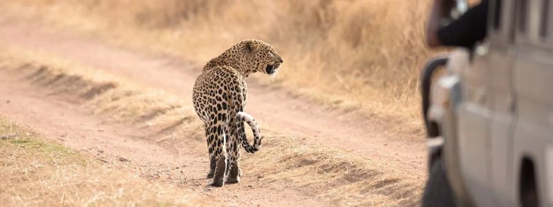 A leopard walks along a dirt road as tourists in a vehicle take photos during a road trip safari in Tanzania.