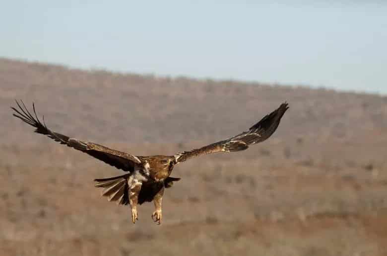 tawny eagle