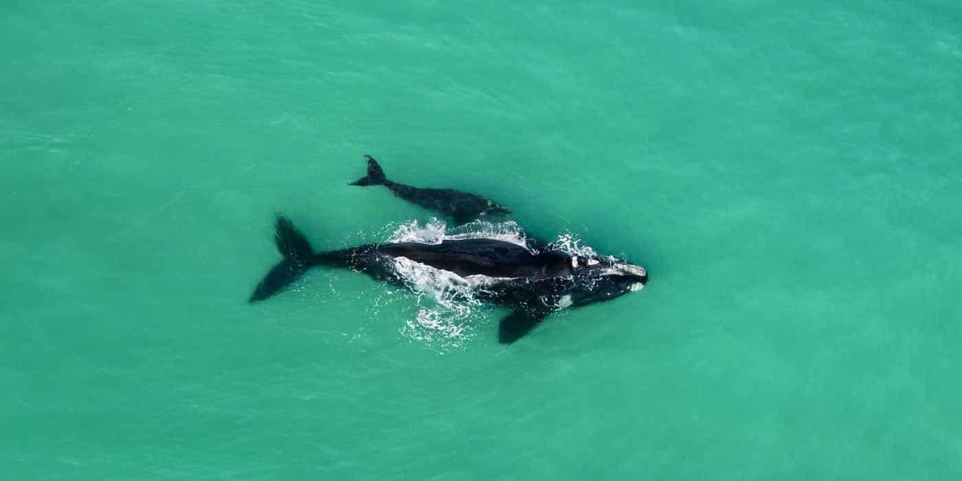 whales in hermanus