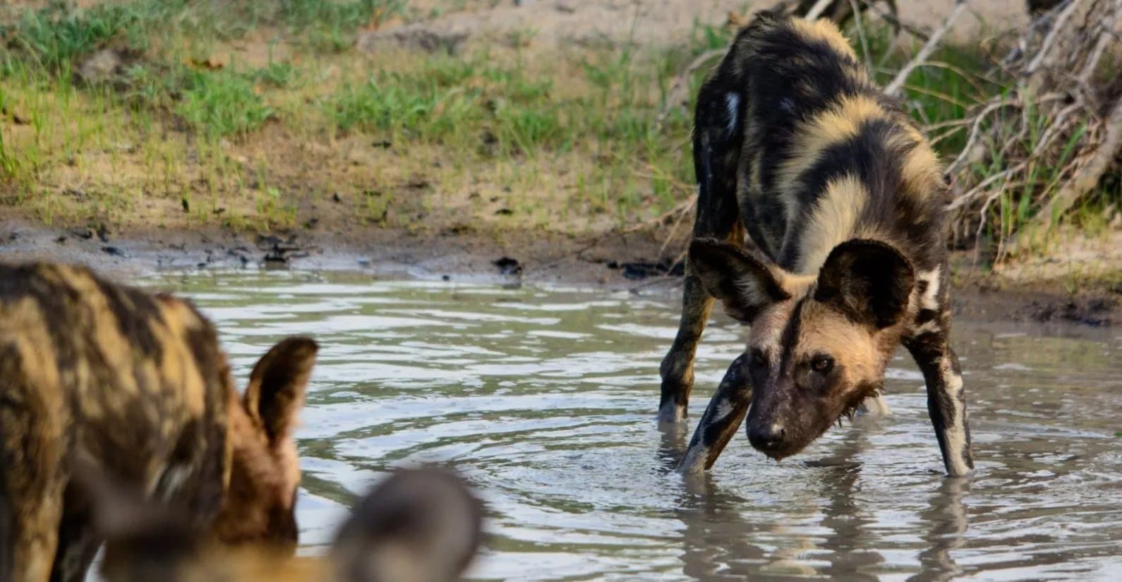 wild dogs kenya