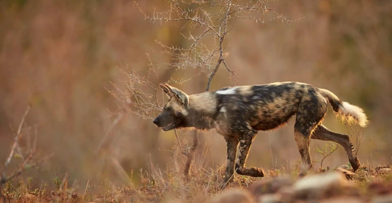 african wild dog
