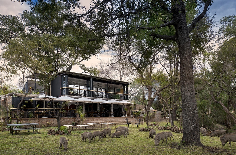 Warthogs grazing on the front lawn