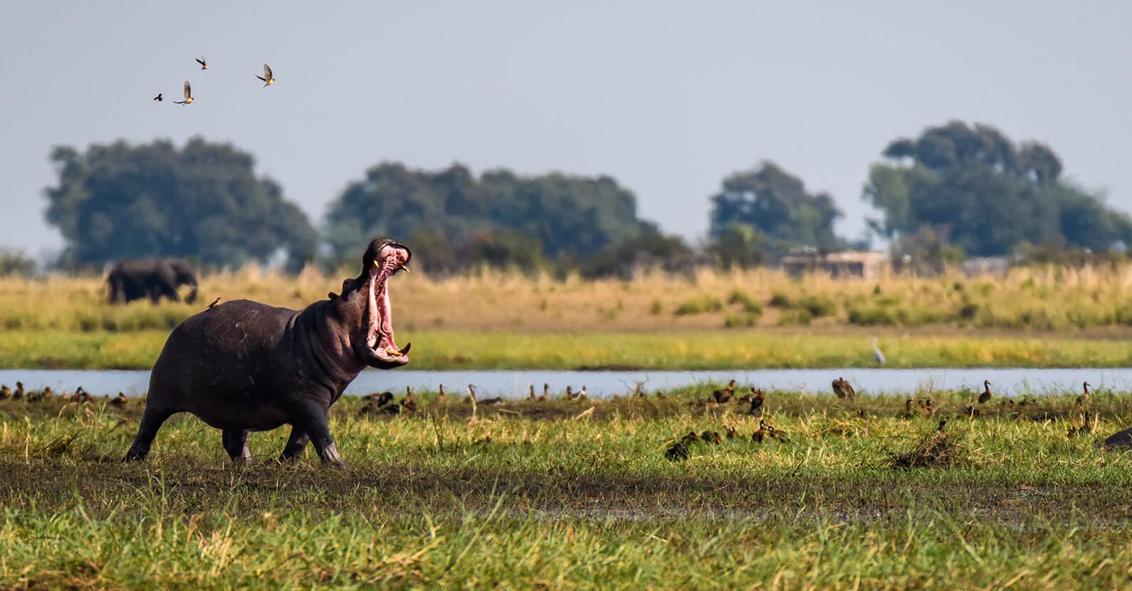 Watering hole surrounded by wildlife