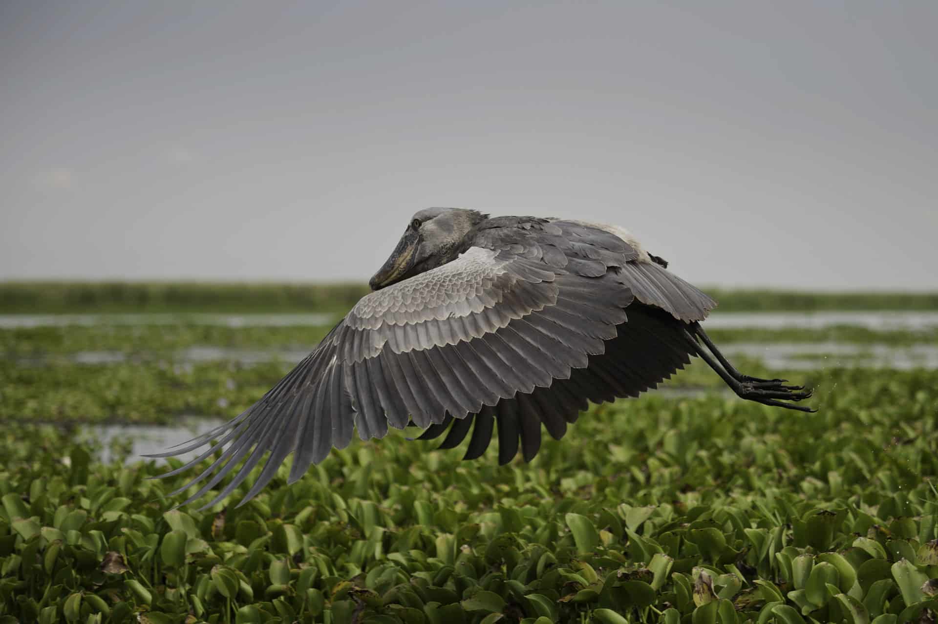 bangweulu wetlands