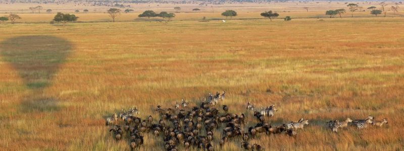 great migration from hot air balloon