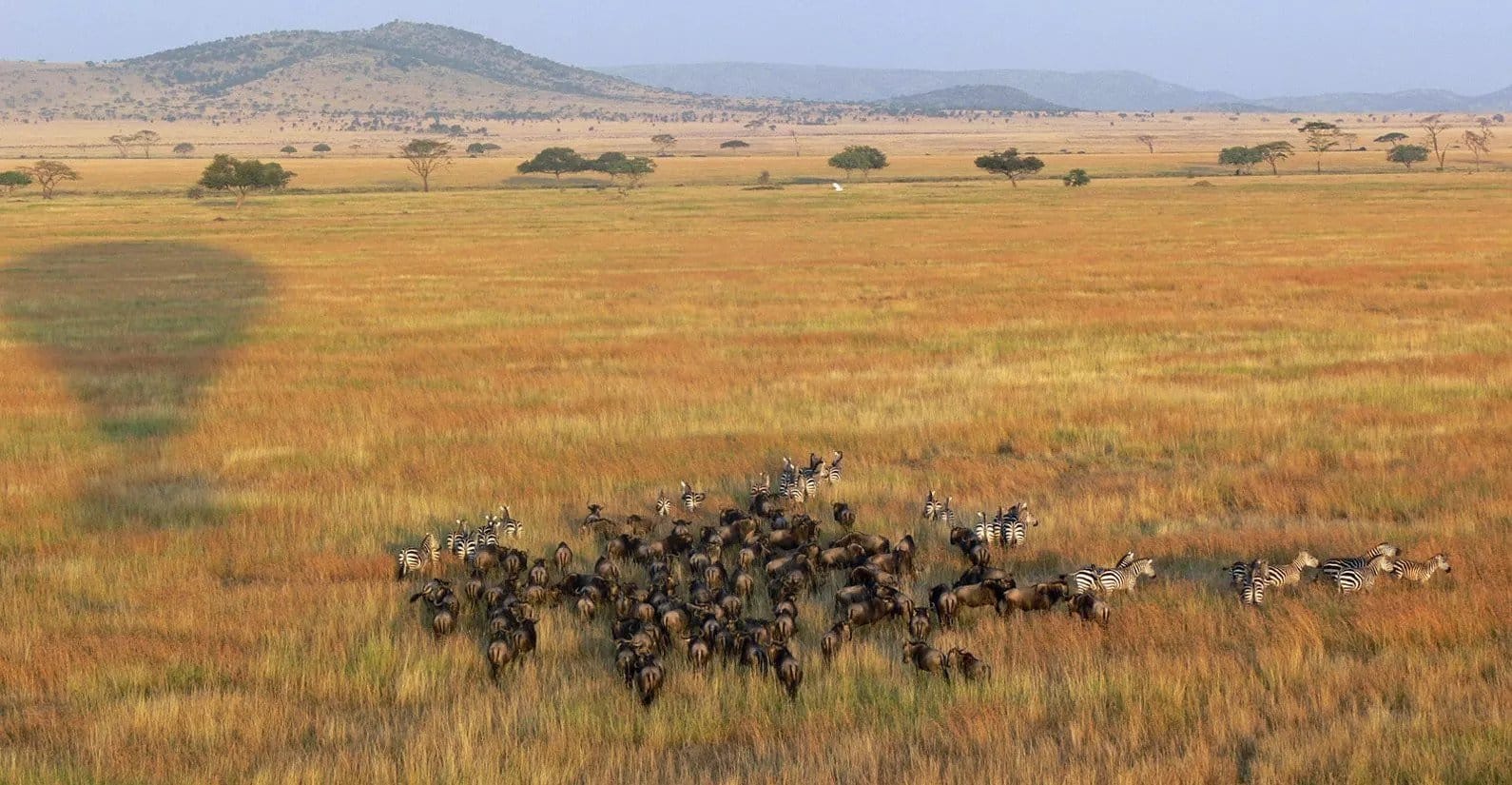 great migration from hot air balloon