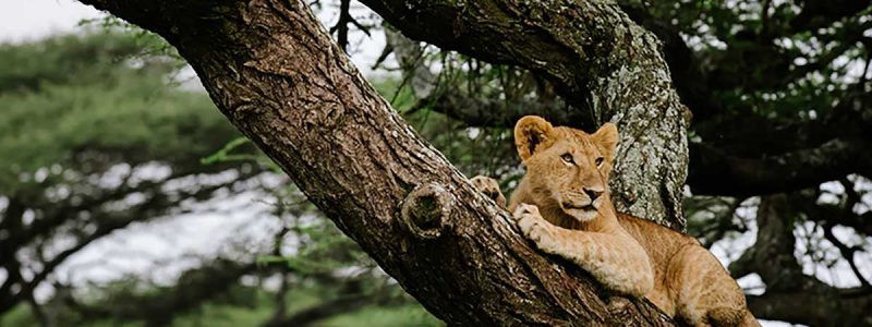 A lioness resting on a tree branch in Tarangire National Park, Tanzania, surrounded by nature.
