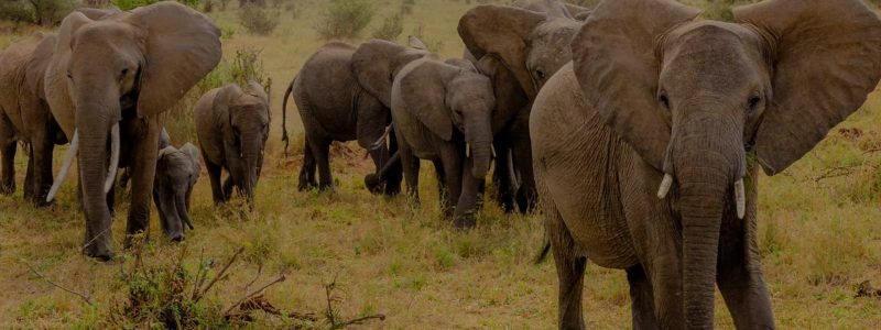 Group of elephants in the Tarangire National Park, in Tanzania.