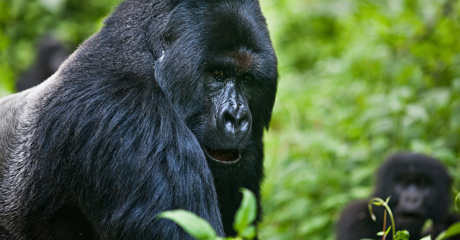 Male silverback gorilla in Volcanoes National Park.