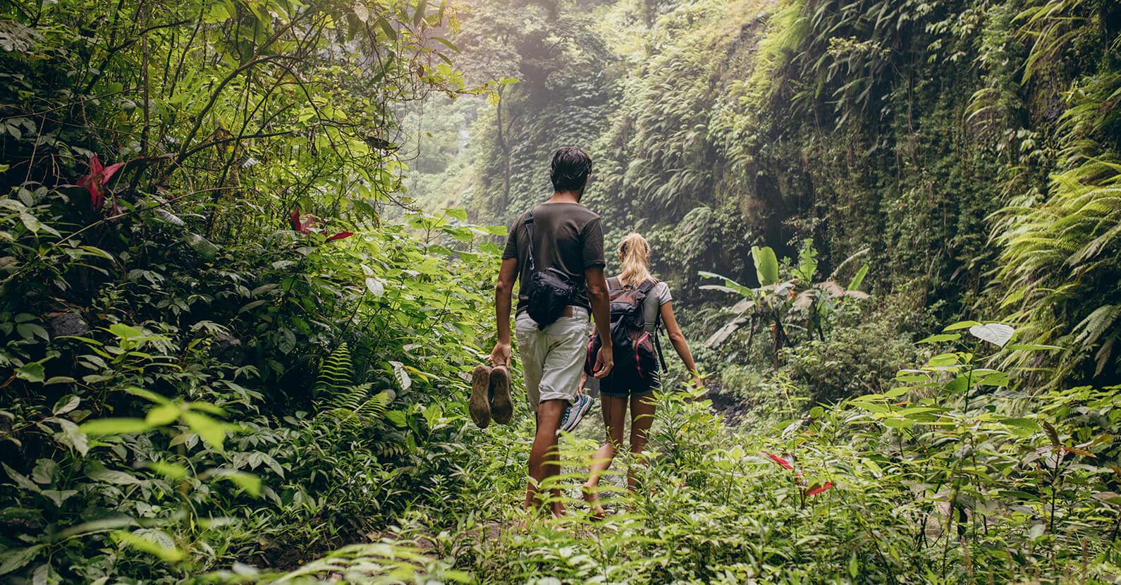 Trek through the jungles to spot the gorillas hidden within the bamboo forests.