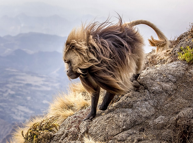 Spot the red chested gelada baboons in the highlands.