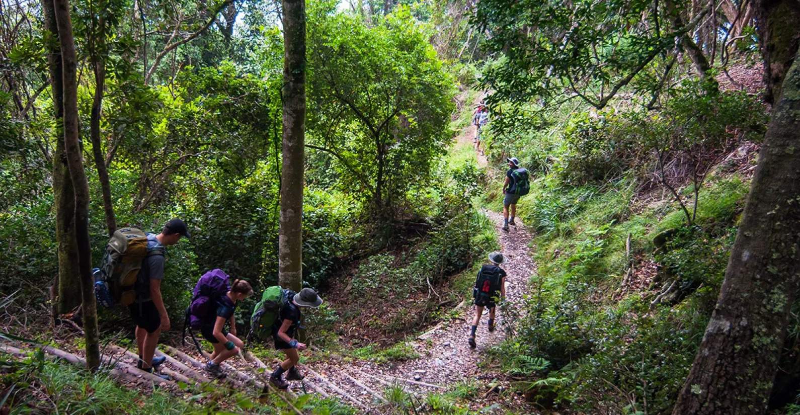 Forest trail Tsitsikamma National Park