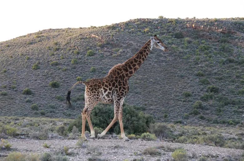 giraffe