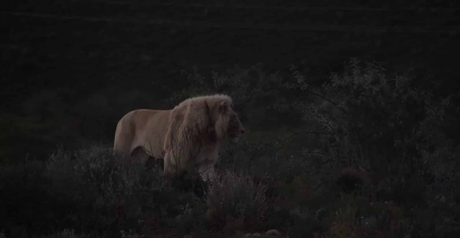 African white lion at Sanbona Wildlife Reserve