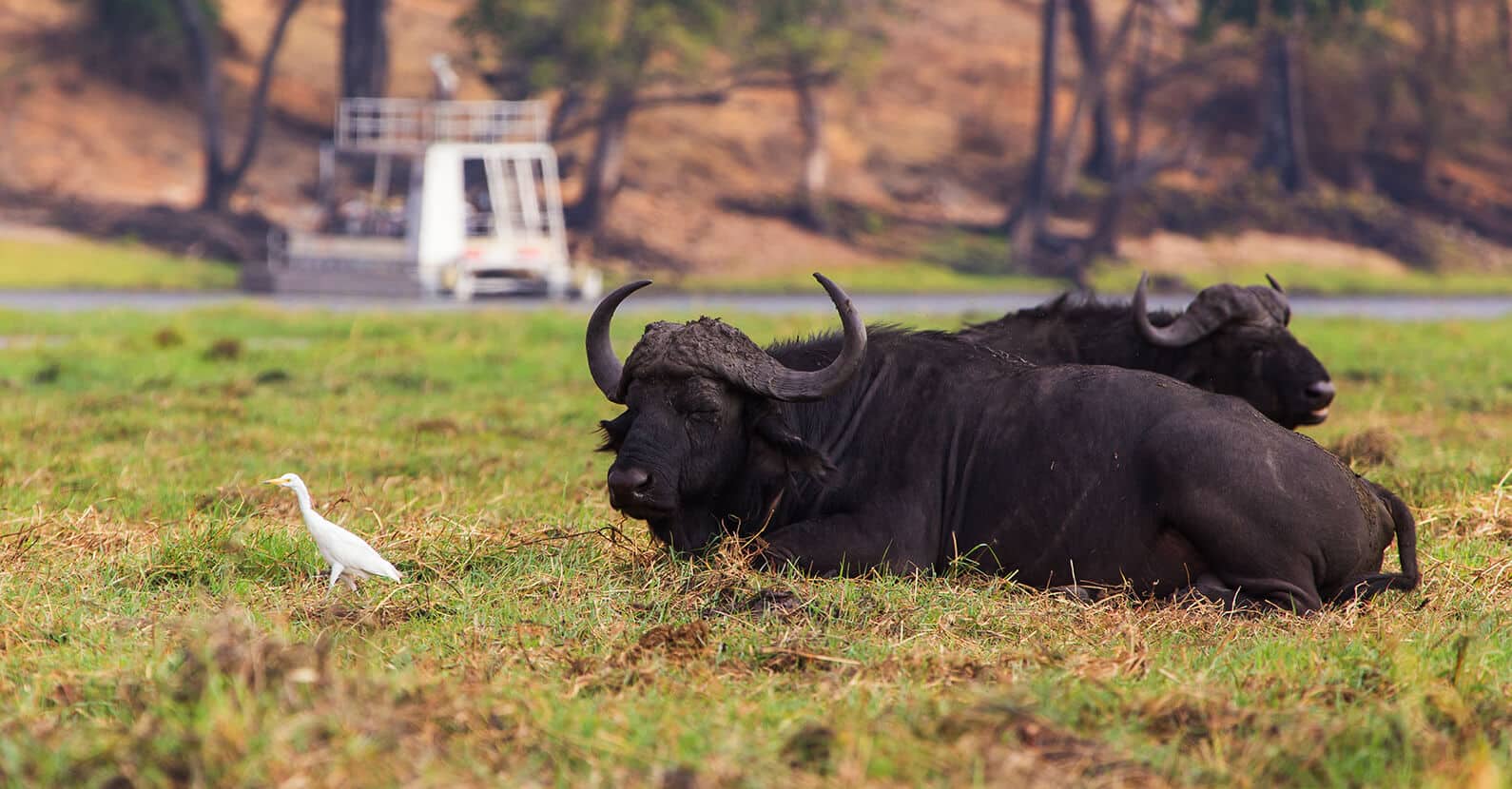 Water Buffalo wallow near a river.