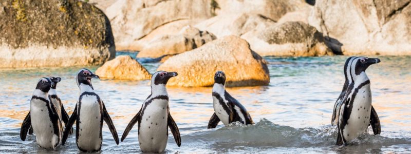 Boulders Beach
