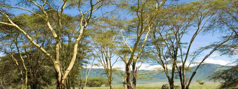Ngorongoro_Crater_Lodge_Unique_Dining (1)