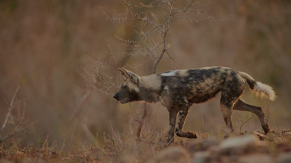african wild dog safari