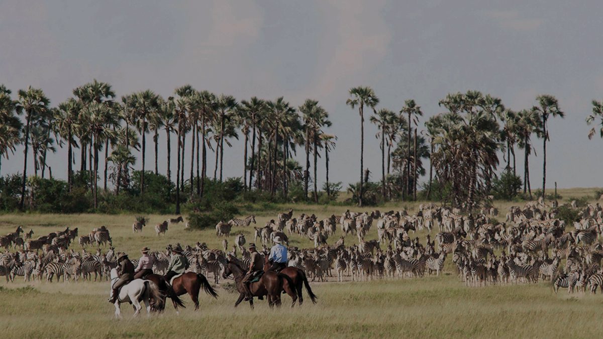 Migration of Zebra Botswana Safari. Horse riding to watch zebra in African wildlife.