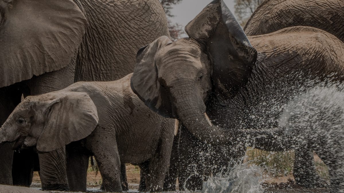 Close up of elephants adults and children splashing in river in South Africa.