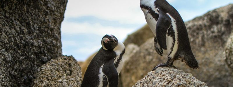 fungai-tichawangana-1367450-unsplash