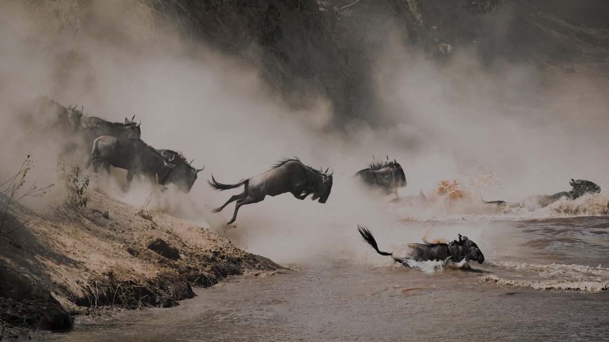 Wildebeest dramatically crossing the Mara River during the Great Migration safari in Tanzania.