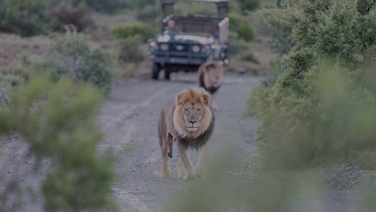 Two lions with a safari jeep in Kruger National Park, South Africa.