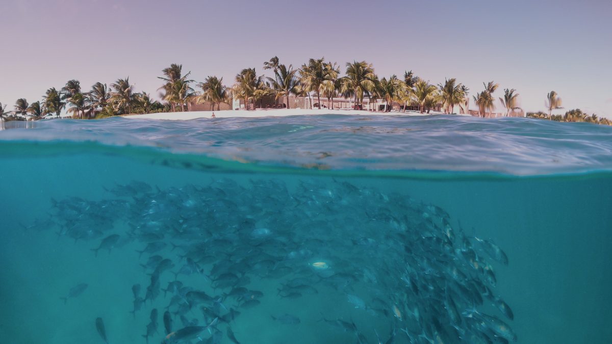 Beautiful view of underwater fishes and above turquoise water beach, palm trees and luxury villa. Luxury African safari.