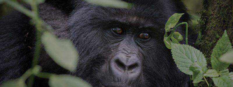 Gorilla looking ,relaxing from trees. Rwanda Gorilla Monkey Trek. African safari.