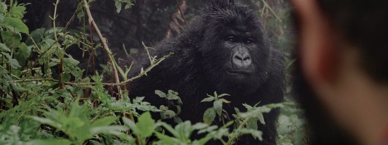 mountain-gorilla-trekking