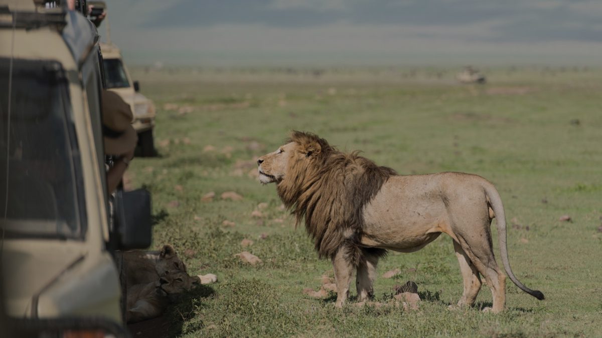 Majestic male lion standing near safari vehicles while another lion rests in the grass in Northern Tanzania. Ker&Downey Africa offers the best safaris in africa to see the big 5.