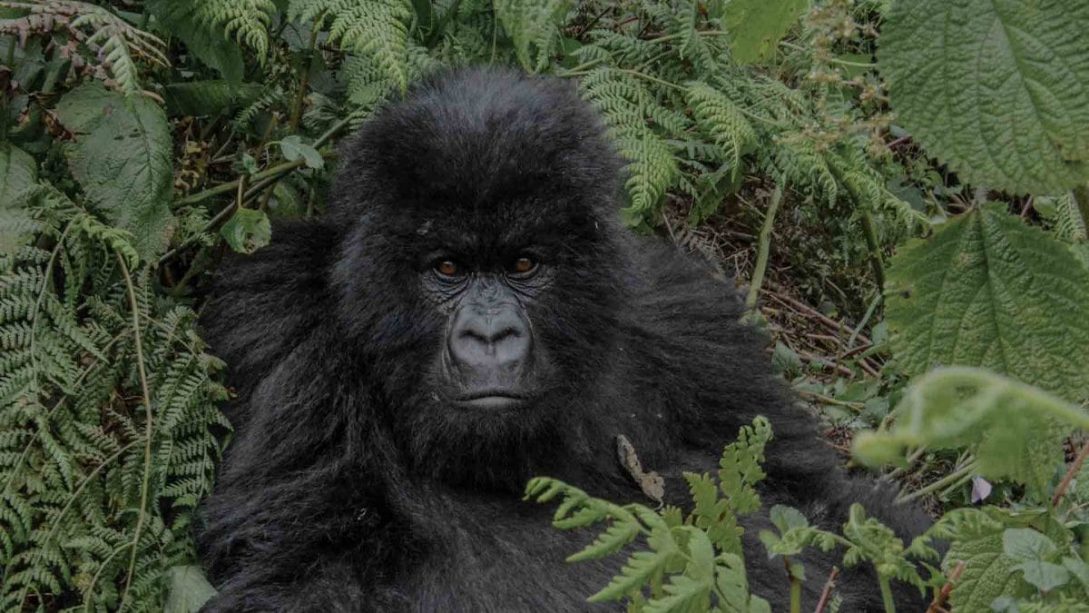Gorilla trekking close up of gorilla looking directly at camera in lush bushes. African safari.