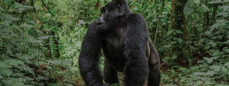 Big adult gorilla standing immersed in lush trees. Rwanda Gorilla Monkey Trek. African safari.